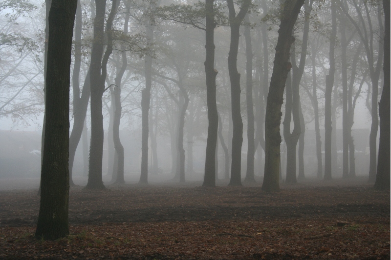misty woods in north Holland